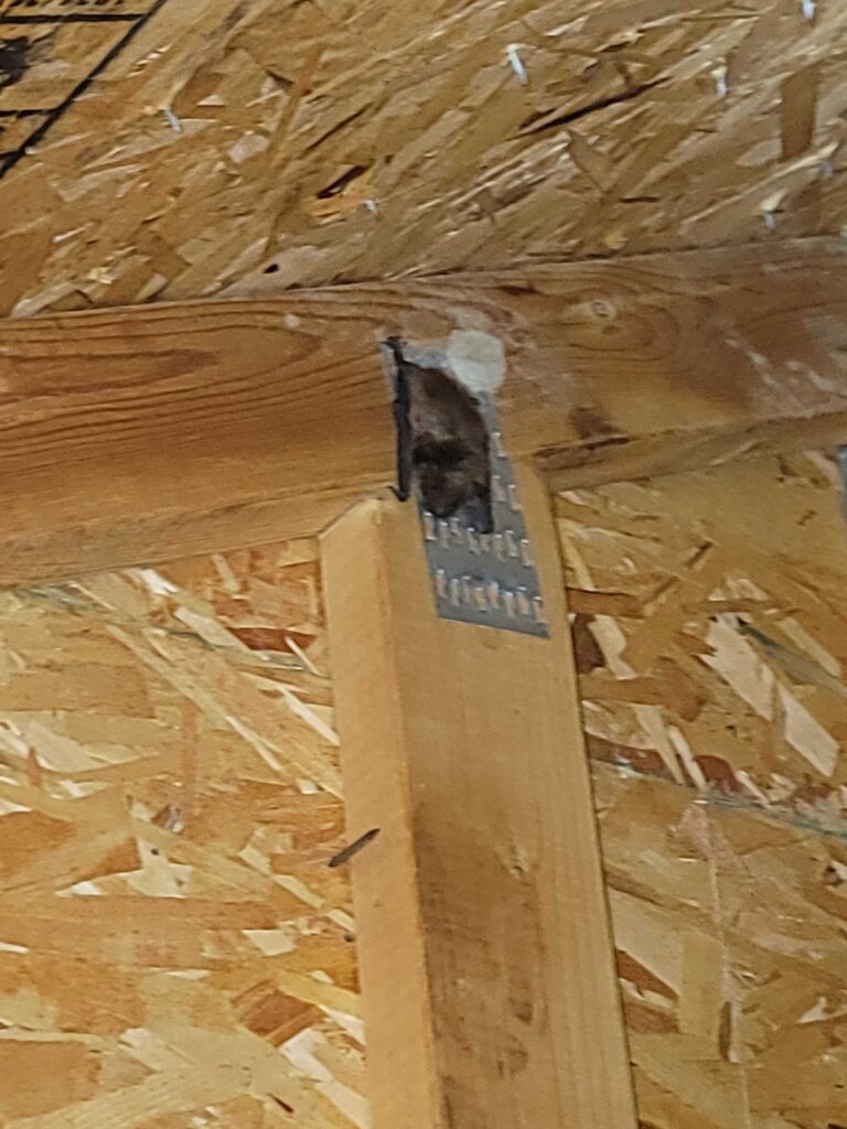 Bat Removal Washington