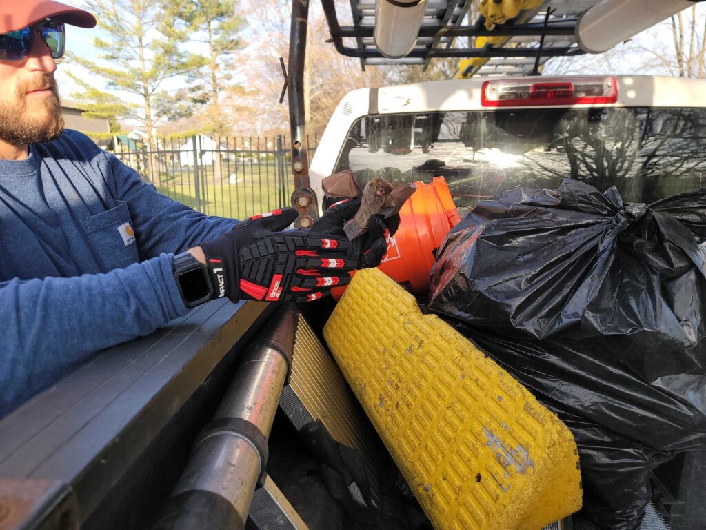 Bat Removal Washington