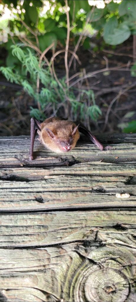 Bat Removal Washington