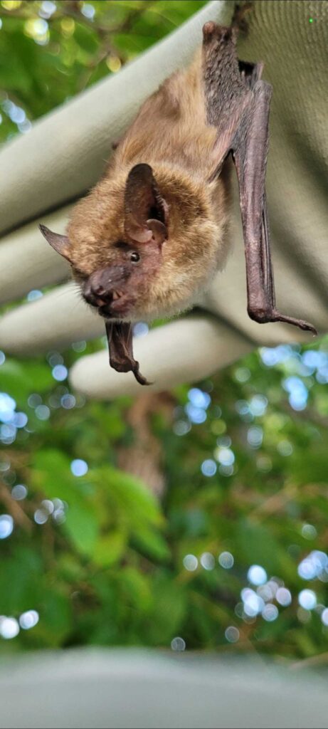 Bat Removal Washington