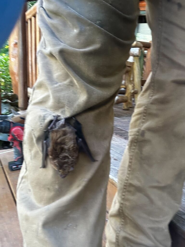 Bat Removal Washington
