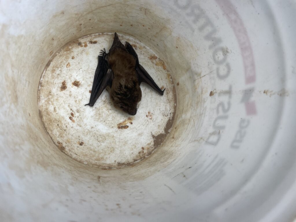 Bat Removal Washington
